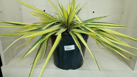 Yucca Color Guard – Accent exotic și colorat pentru grădina ta  4 LT