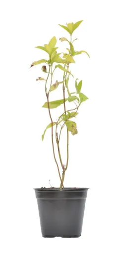 Cornus Alba Aurea