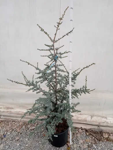 Cedrus Atlantica Glauca - Cedru Atlantic Mare