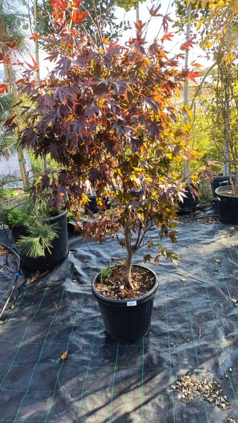 Acer palmatum Bloodgood 2.3M – Arțar Japonez cu Frunziș Roșu-Purpur 🍁🌿