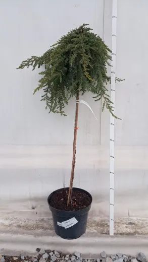 Copacel Juniperus Communis Greenmantle -Ienupar Comun