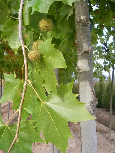 Platan 300 cm