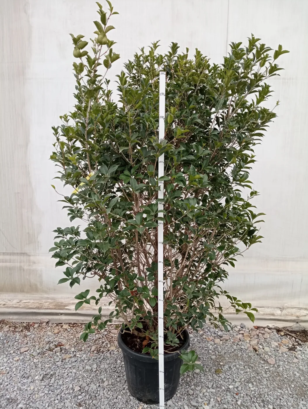 Osmanthus Aquifolium – Arbust Perennial cu Frunziș Lătritor, Vesnic Verde și Flori Delicate, 2 m 🌿✨