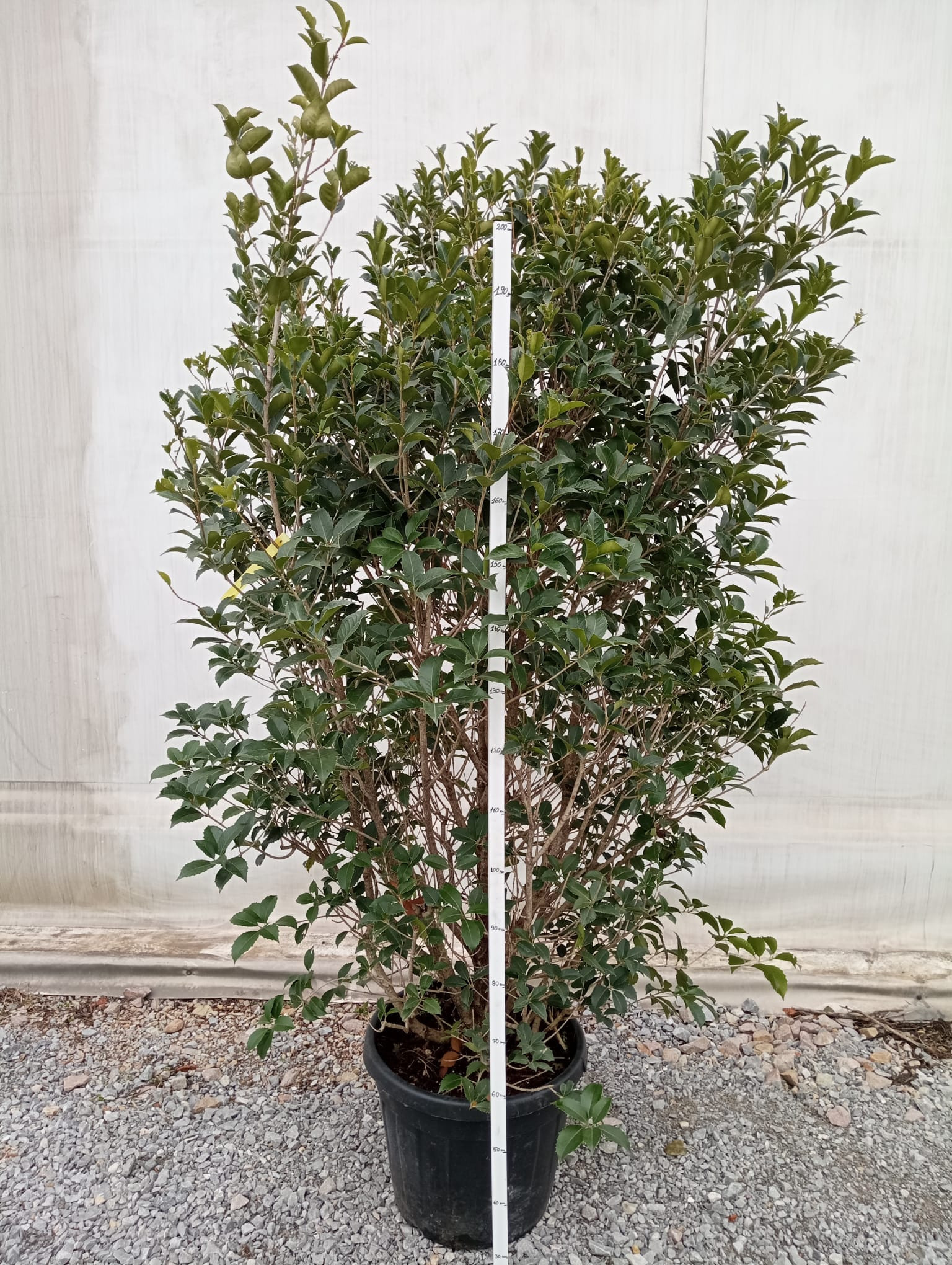 Osmanthus Aquifolium – Arbust Perennial cu Frunziș Lătritor, Vesnic Verde și Flori Delicate, 2 m 🌿✨