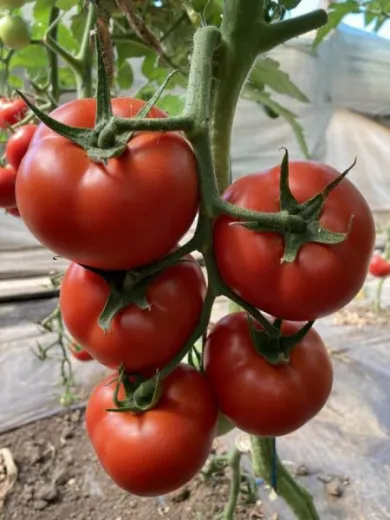 Tomate Paronema F1 - 500 seminte