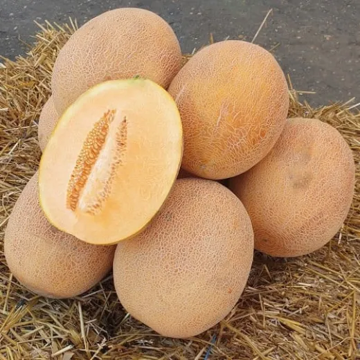 Pepene galben Jessica F1 - 500 seminte