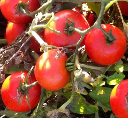 Tomate Heinz 1350 Holland Farming - 10 gr