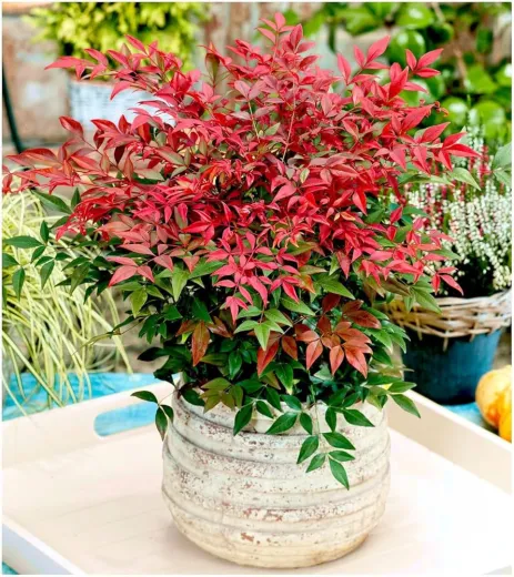 Nandina Domestica