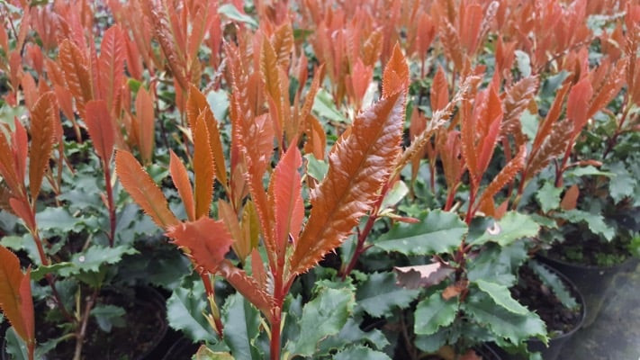 Photinia serratifolia Crunchy – Arbust Ornamental 200-250 cm, Multistem, cu Frunziș Colorat și Dens 🌿✨