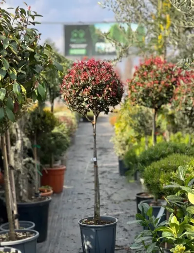 Photinia x fraserii Red robin - Photinie crescută pe trunchi