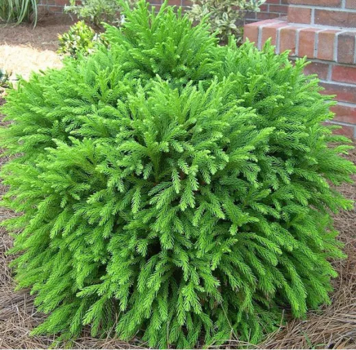 Cryptomeria Globosa Nana- Cedru japonez 30 cm