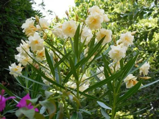 Leandru - Nerium Oleander Galben SIMPLU 50-70 cm | Arbust Decorativ cu Flori Spectaculoase