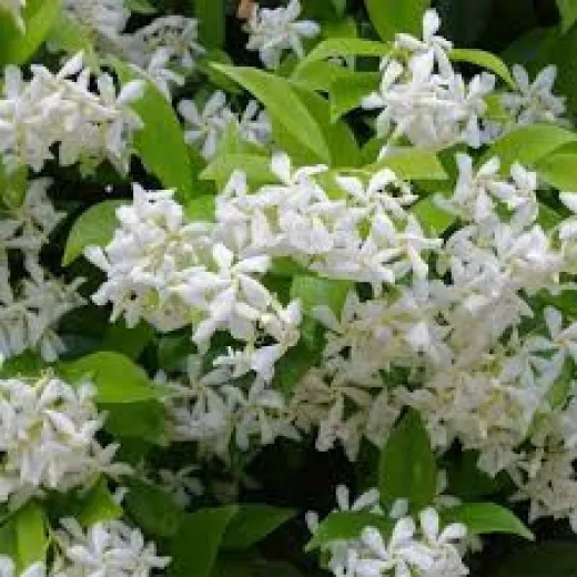 Iasomie Stelară 1m – Plantă Căţărătoare Perenă cu Flori Parfumate, Rezistentă la Îngheț 🌿✨