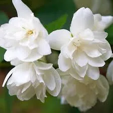Philadelphus Snowbelle – Iasomie de Grădină cu Flori Duble, Intens Parfumate 🌿✨