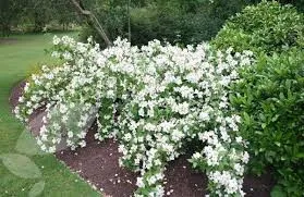 Philadelphus Belle Étoile – Iasomie de Grădină cu Flori Parfumate și Mijloc Violet 🌿✨
