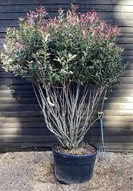 Photinia serratifolia Crunchy – Arbust Ornamental 200-250 cm, Multistem, cu Frunziș Colorat și Dens 🌿✨
