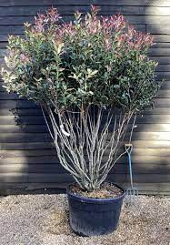 Photinia serratifolia Crunchy – Arbust Ornamental 200-250 cm, Multistem, cu Frunziș Colorat și Dens 🌿✨