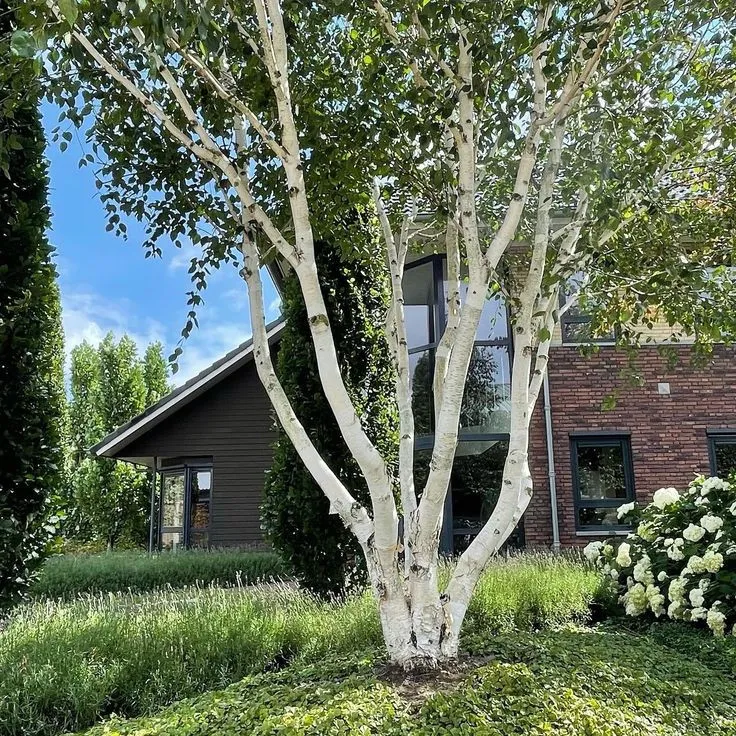 Mesteacăn de Himalaya Multisem 2.5-3m– Arbore Deciduos cu Coajă Albă și Frunziș Elegant 🌳❄️