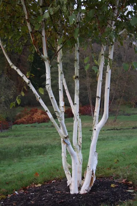Mesteacăn de Himalaya Multisem 2.5-3m– Arbore Deciduos cu Coajă Albă și Frunziș Elegant 🌳❄️