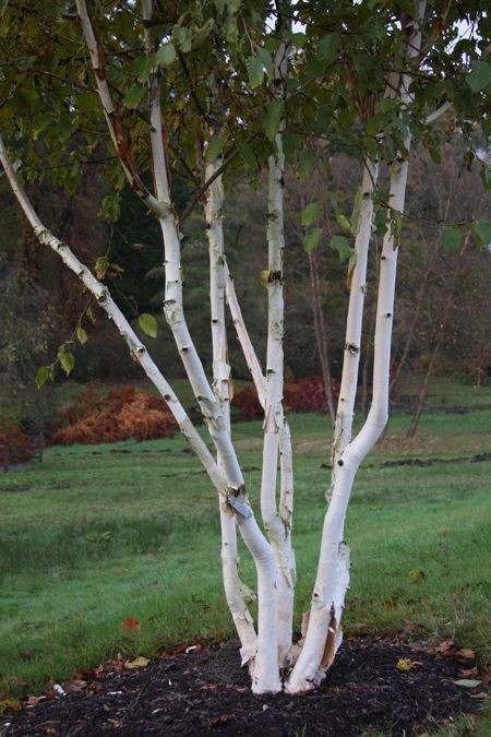 Mesteacăn de Himalaya Multisem 2.5-3m– Arbore Deciduos cu Coajă Albă și Frunziș Elegant 🌳❄️
