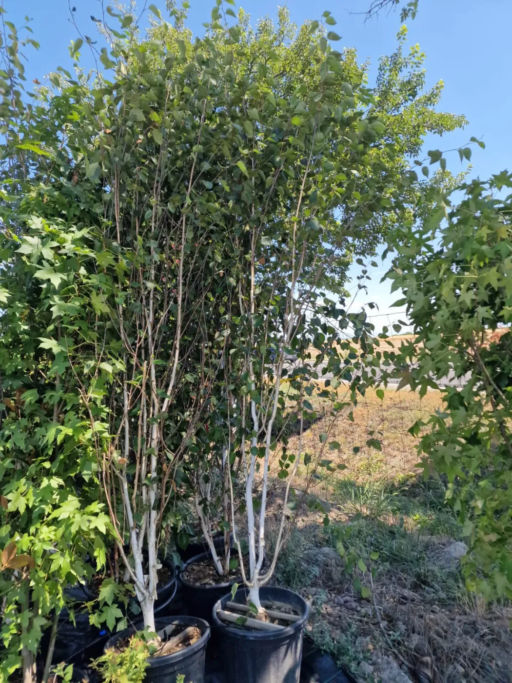 Mesteacăn de Himalaya Multisem 2.5-3m– Arbore Deciduos cu Coajă Albă și Frunziș Elegant 🌳❄️