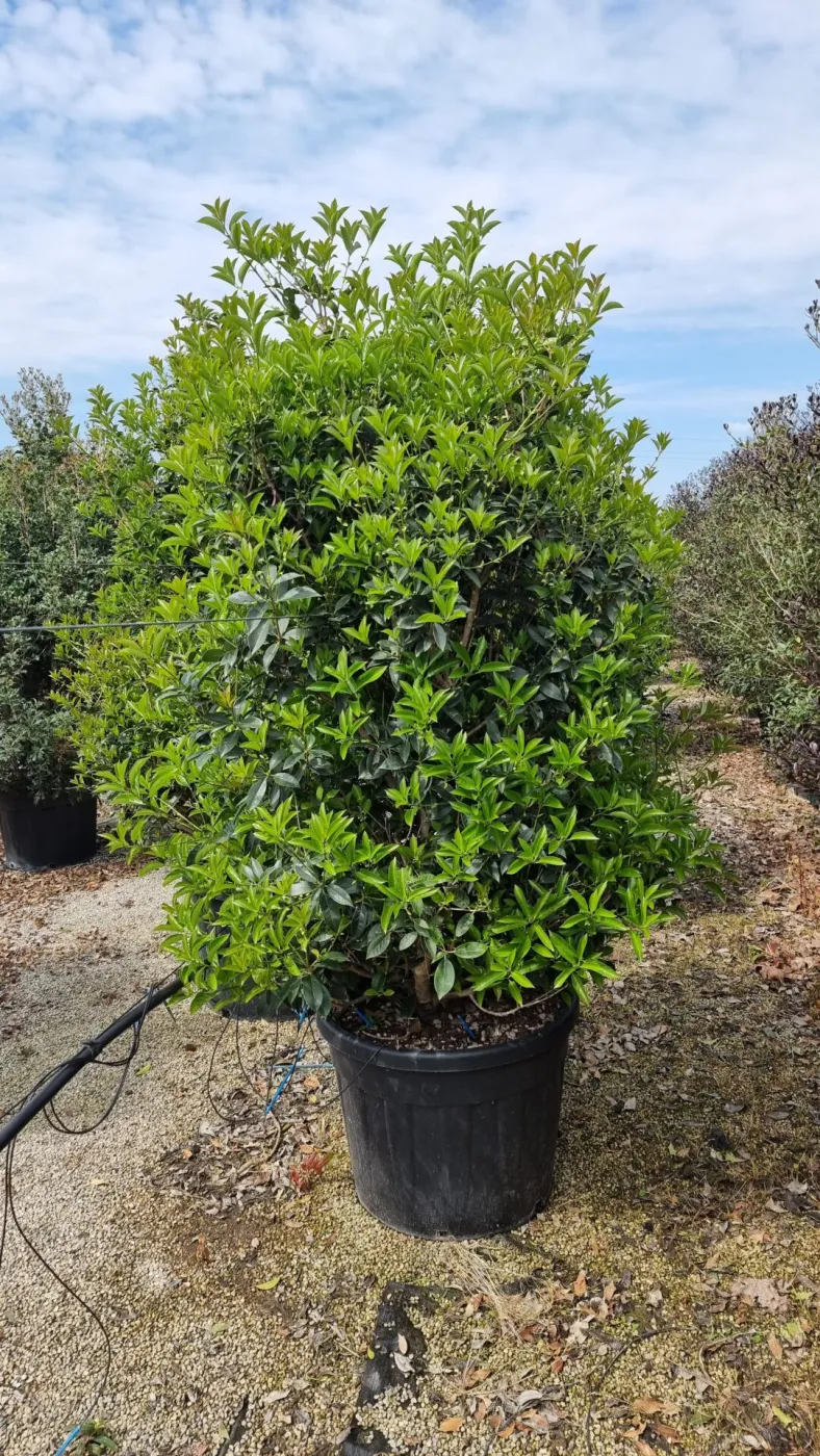 Osmanthus Aquifolium – Arbust Perennial cu Frunziș Lătritor, Vesnic Verde și Flori Delicate, 2 m 🌿✨