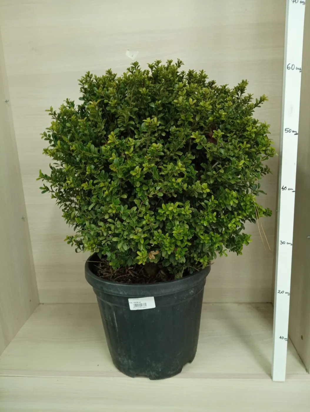 Ilex cerata Glob 35-40 cm – Arbust Evergreen cu Formă Compactă și Frunziș Verde Strălucitor 🌿✨