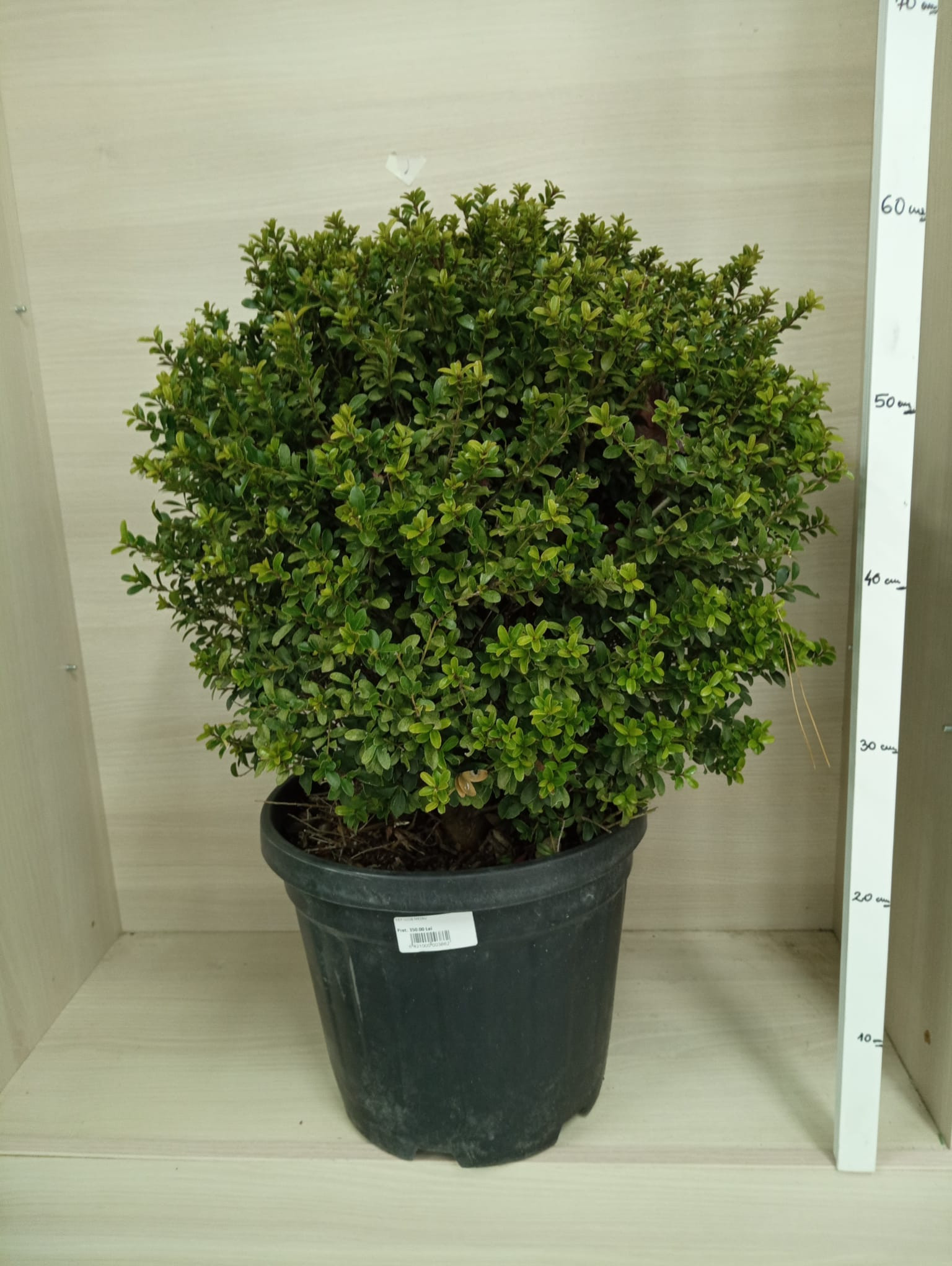 Ilex cerata Glob 35-40 cm – Arbust Evergreen cu Formă Compactă și Frunziș Verde Strălucitor 🌿✨