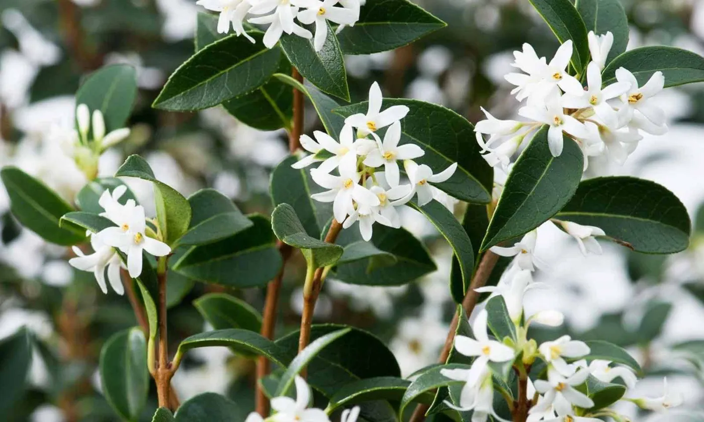Osmanthus Aquifolium mic 100cm – Arbust Perennial cu Frunziș Lătritor, Vesnic Verde și Flori Delicate, 2 m 🌿✨