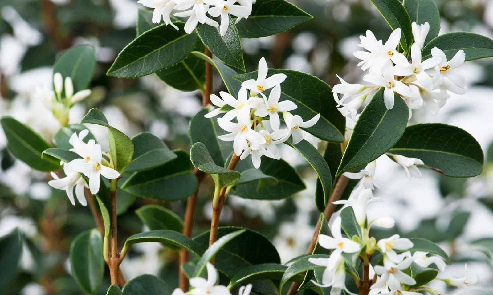 Osmanthus Aquifolium mic 100cm – Arbust Perennial cu Frunziș Lătritor, Vesnic Verde și Flori Delicate, 2 m 🌿✨