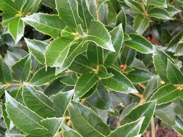 Osmanthus Aquifolium mic 120cm – Arbust Perennial cu Frunziș Lătritor, Vesnic Verde și Flori Delicate, 2 m 🌿✨