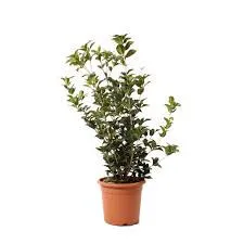 Osmanthus Aquifolium mic 120cm – Arbust Perennial cu Frunziș Lătritor, Vesnic Verde și Flori Delicate, 2 m 🌿✨