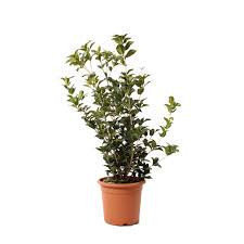 Osmanthus Aquifolium mic 120cm – Arbust Perennial cu Frunziș Lătritor, Vesnic Verde și Flori Delicate, 2 m 🌿✨