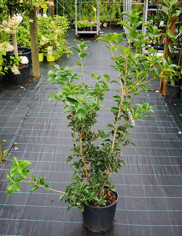 Osmanthus Aquifolium mic 120cm – Arbust Perennial cu Frunziș Lătritor, Vesnic Verde și Flori Delicate, 2 m 🌿✨