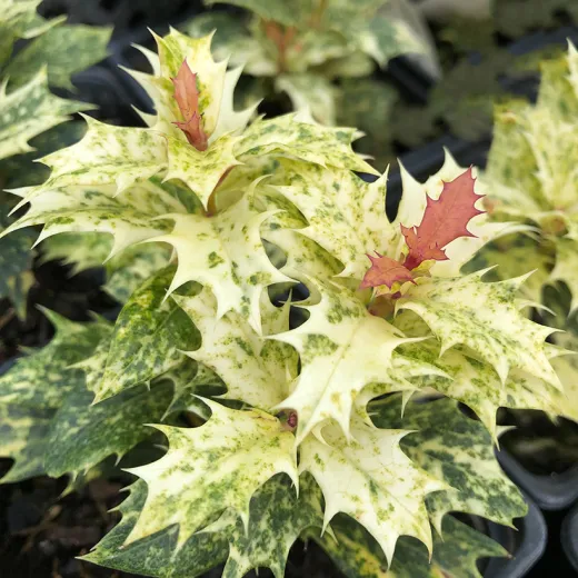 Osmanthus tricolor Goshiki clob 80 mc – Arbust Perennial cu Frunziș Tricolor