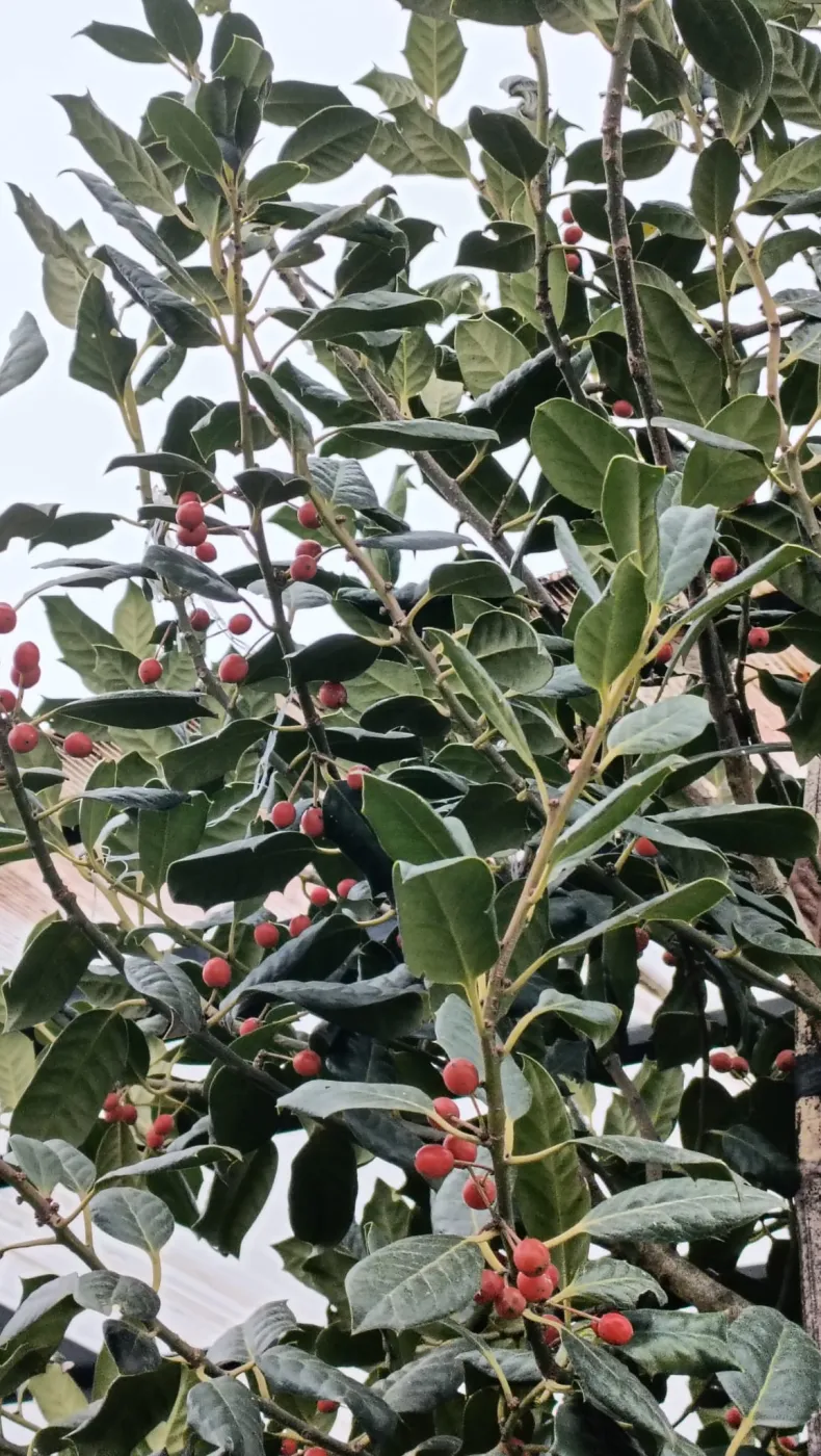 Ilex Nellie Stevens – Laur Japonez de 2.5 m,  tufa Evergreen cu Frunziș Dens și Rezistență la Vânt 🌿✨