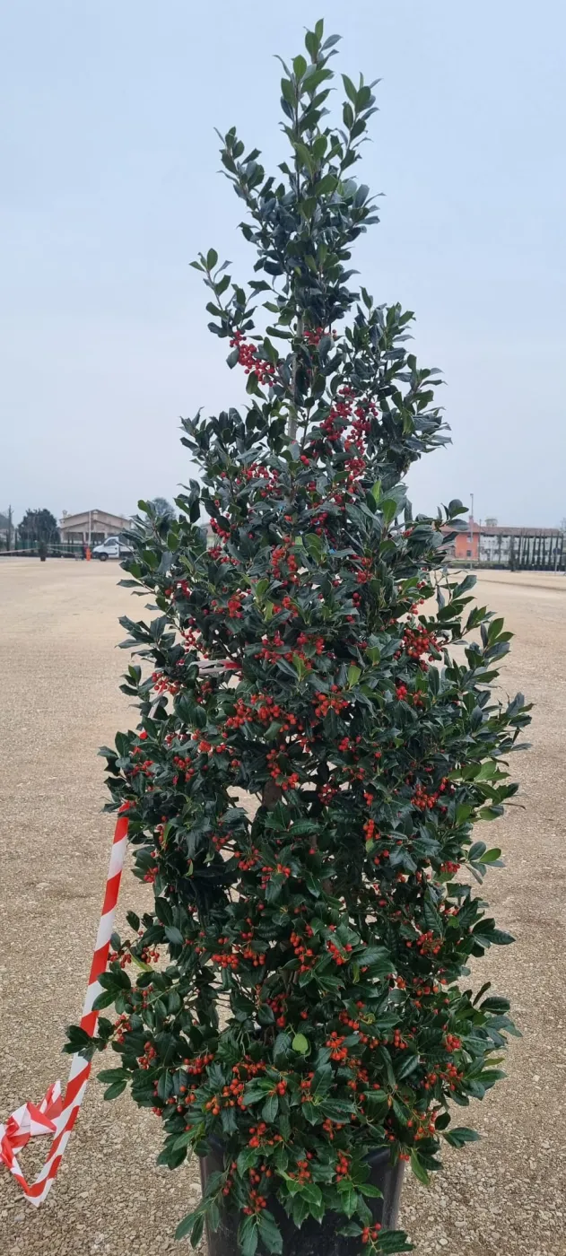 Ilex Nellie Stevens – Laur Japonez de 2.5 m,  tufa Evergreen cu Frunziș Dens și Rezistență la Vânt 🌿✨