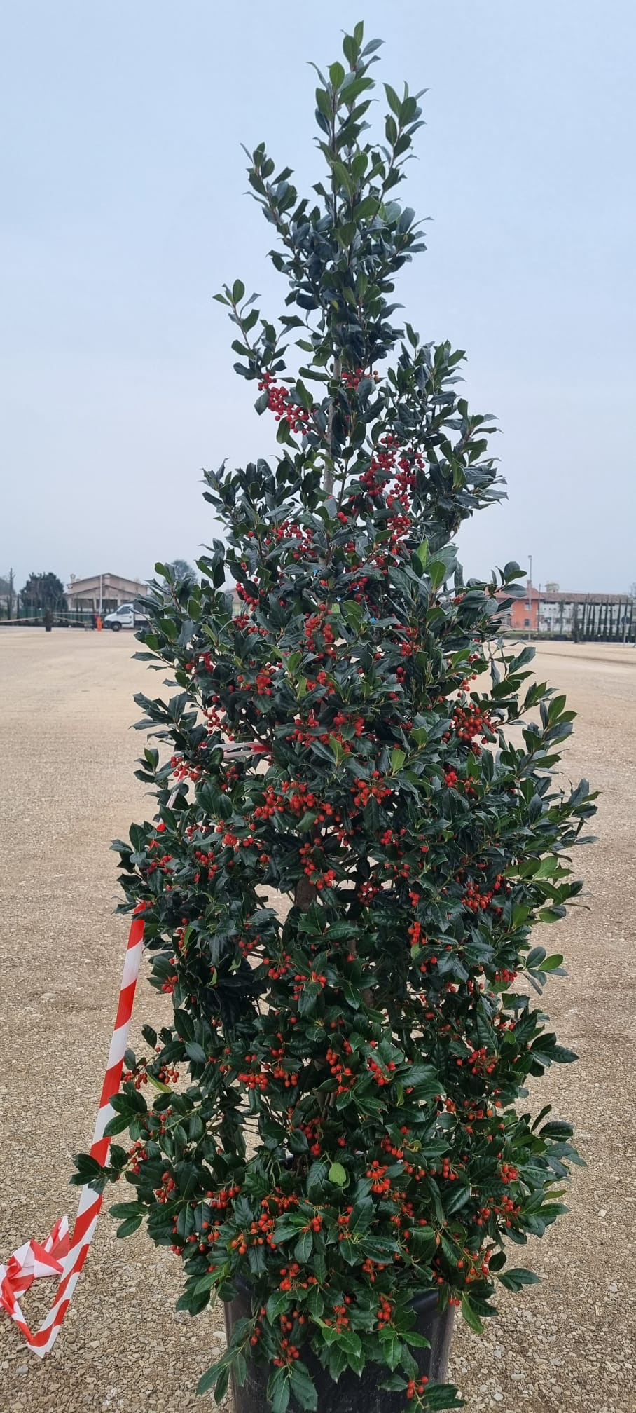 Ilex Nellie Stevens – Laur Japonez de 2.5 m,  tufa Evergreen cu Frunziș Dens și Rezistență la Vânt 🌿✨