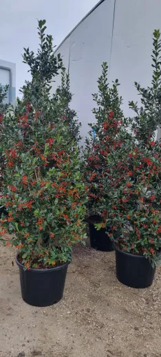 Ilex Nellie Stevens – Laur Japonez de 2.5 m,  tufa Evergreen cu Frunziș Dens și Rezistență la Vânt 🌿✨