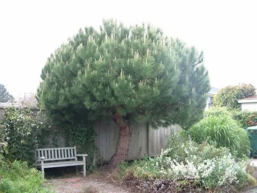 Pinus Pinea V30 1.8m
