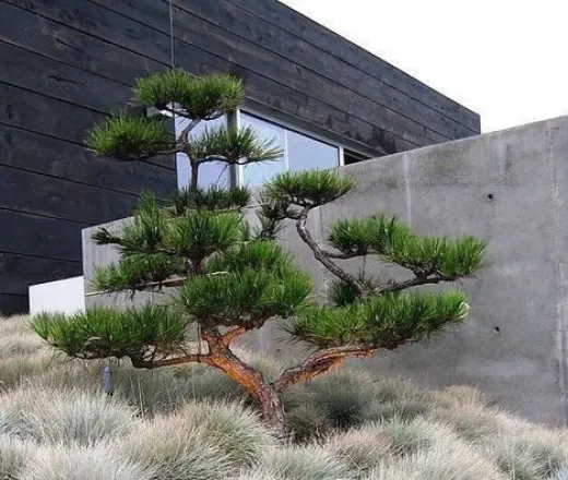 Pinus Nigra Bonsai 300 cm