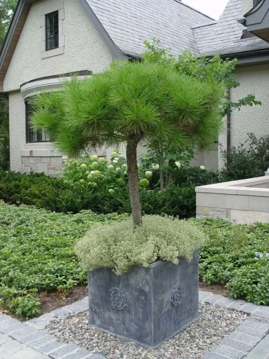 Pinus Pinea pe picior inalt