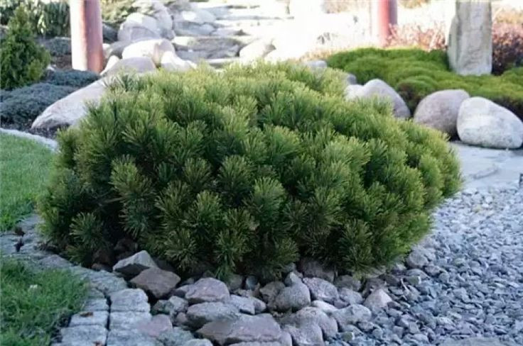 Pinus mugo Pumilio – Pin Pitic de Munte, Compact și Rezistent 🌲✨