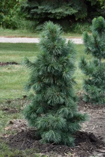 Pinus Malinki 60 cm
