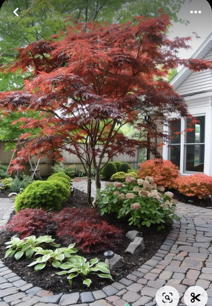 Acer palmatum Bloodgood 2.3M – Arțar Japonez cu Frunziș Roșu-Purpur 🍁🌿