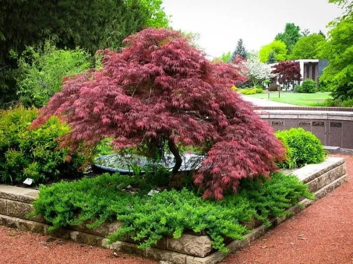 Acer palmatum Dissectum Garnet 1m – Arțar Japonez Pletos cu Frunziș Roșu-Purpuriu Spectaculos 🍁✨