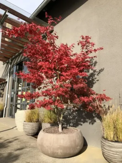 Acer Palmatum Blood Good 15 LT - Artar japonez