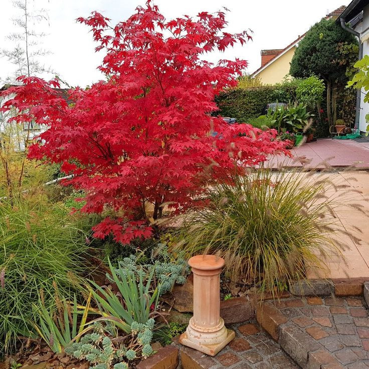 Acer palmatum Fire Glow 1.2 m-1.4m – Arțar Japonez cu Frunziș Roșu Aprins, Spectacol de Culoare în Grădina Ta 🍁🔥