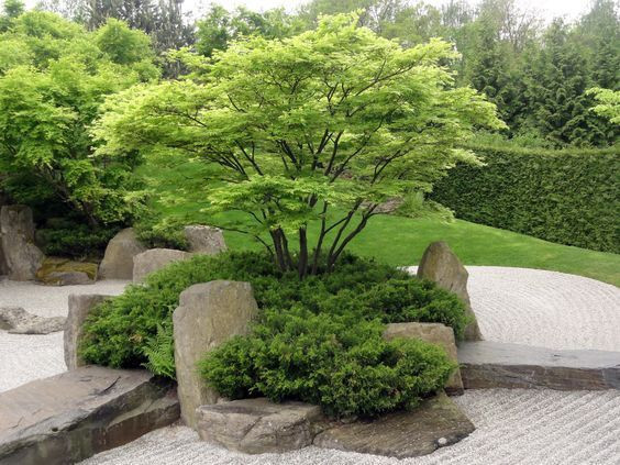 Acer palmatum Verde 1.6m– Arțar Japonez cu Frunziș Verde Delicat și Culori Spectaculoase Toamna 🍁🌿