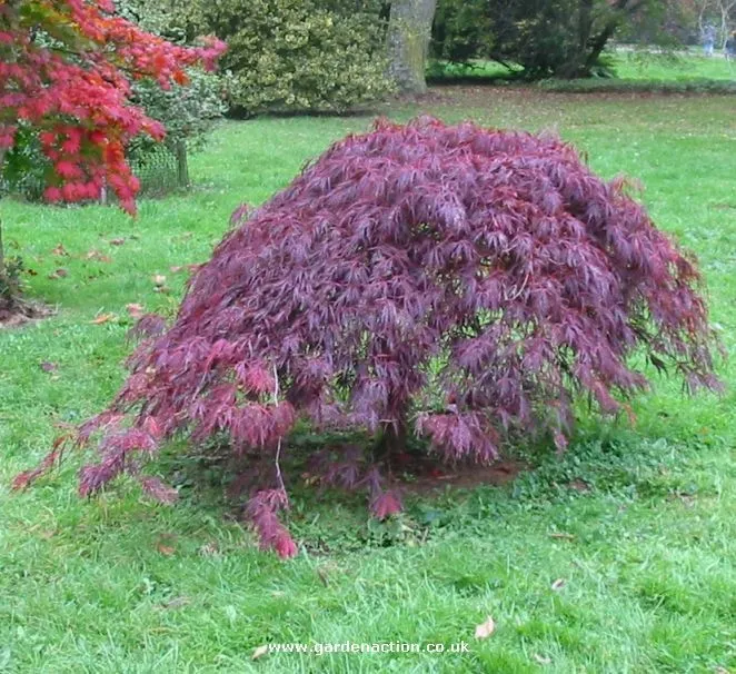 Acer palmatum Dissectum Garnet 60-80cm – Arțar Japonez Pletos cu Frunziș Roșu-Purpuriu Spectaculos 🍁✨